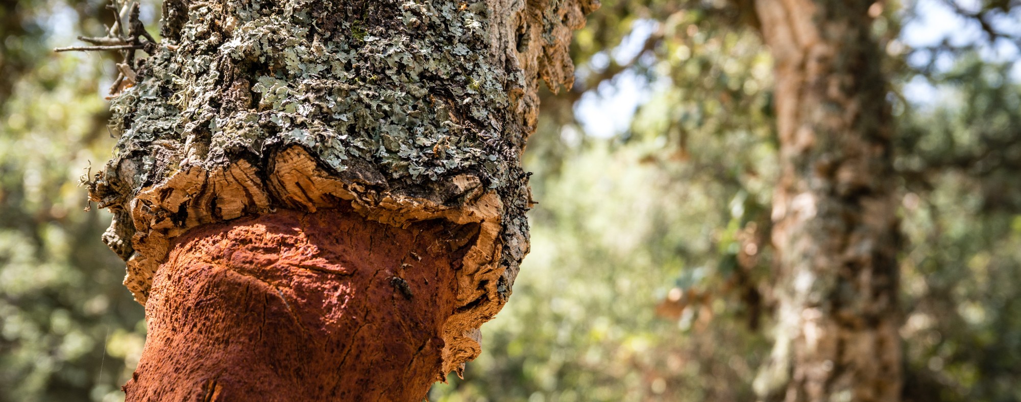 Cork oak